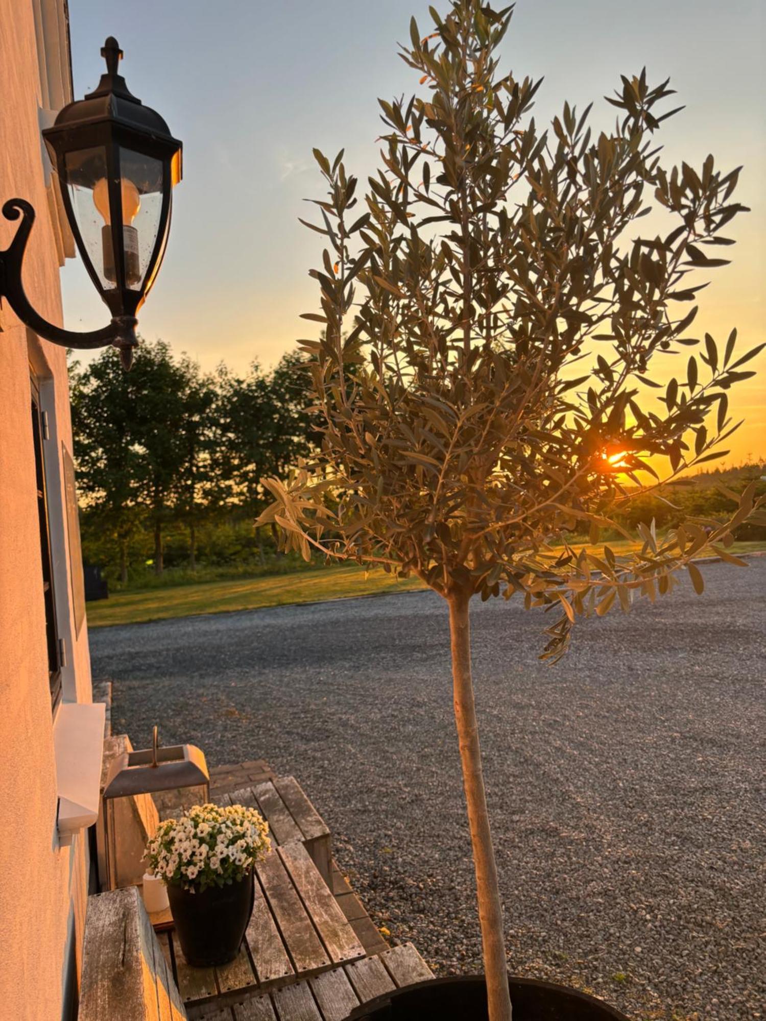 Hedegaarden Bed and Breakfast Engesvang Exteriör bild